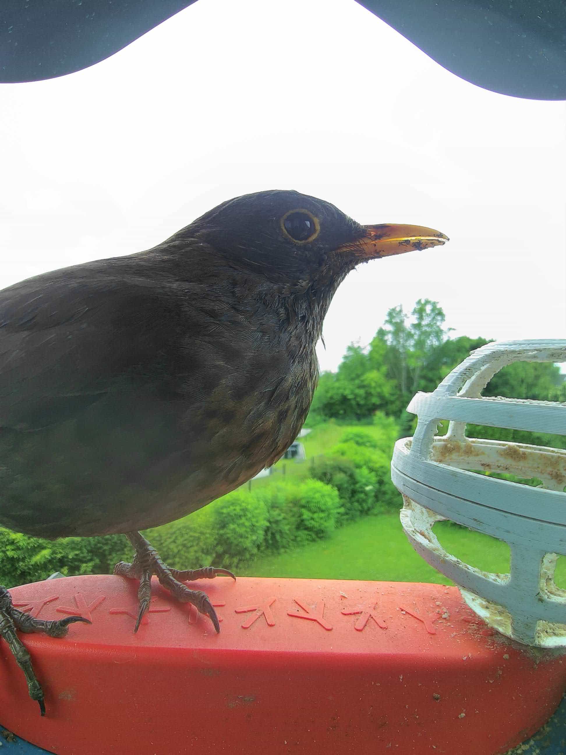 Common Blackbird - A melodious songster with jet-black plumage.